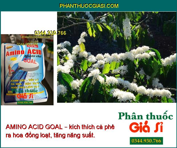 AMINO ACID GOAL – Xanh Cây- Tốt Lá- Ra Hoa- Đậu Trái- Nuôi Trái Liên Tục