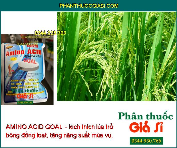 AMINO ACID GOAL – Xanh Cây- Tốt Lá- Ra Hoa- Đậu Trái- Nuôi Trái Liên Tục