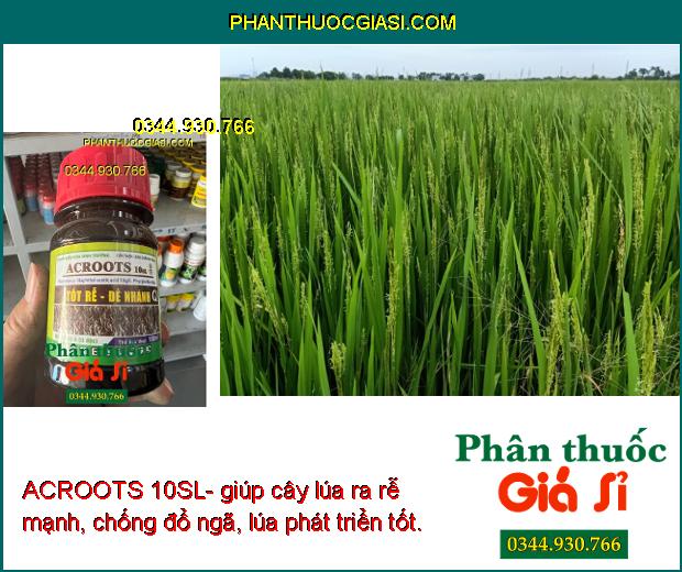 ACROOTS 10SL- Tốt Rễ - Đẻ Nhánh