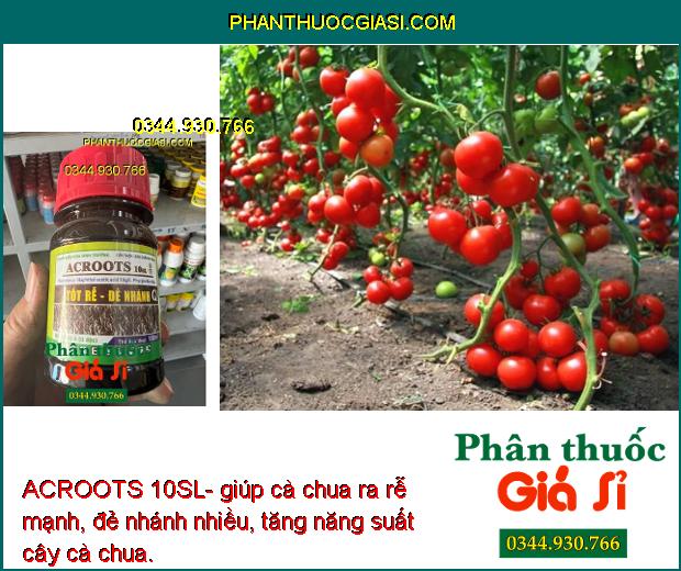 ACROOTS 10SL- Tốt Rễ - Đẻ Nhánh