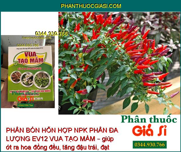 PHÂN BÓN HỖN HỢP NPK PHÂN ĐA LƯỢNG EV12 VUA TẠO MẦM – Phân Hóa Mầm Hoa- Xử Lý Ra Hoa Nghịch Vụ