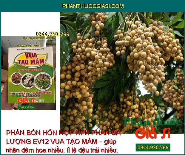 PHÂN BÓN HỖN HỢP NPK PHÂN ĐA LƯỢNG EV12 VUA TẠO MẦM – Phân Hóa Mầm Hoa- Xử Lý Ra Hoa Nghịch Vụ