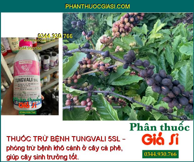 THUỐC TRỪ BỆNH TUNGVALI 5SL 