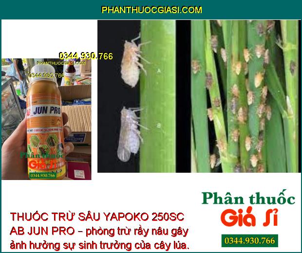 THUỐC TRỪ SÂU YAPOKO 250SC AB JUN PRO – Đặc Trị Sâu Rầy Gây Hại Cây Trồng