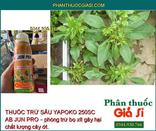 THUỐC TRỪ SÂU YAPOKO 250SC AB JUN PRO – Đặc Trị Sâu Rầy Gây Hại Cây Trồng