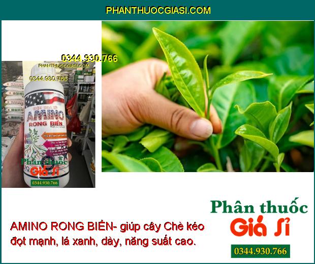 AMINO RONG BIỂN- Kéo Đọt- Đâm Cành- Xanh Lá