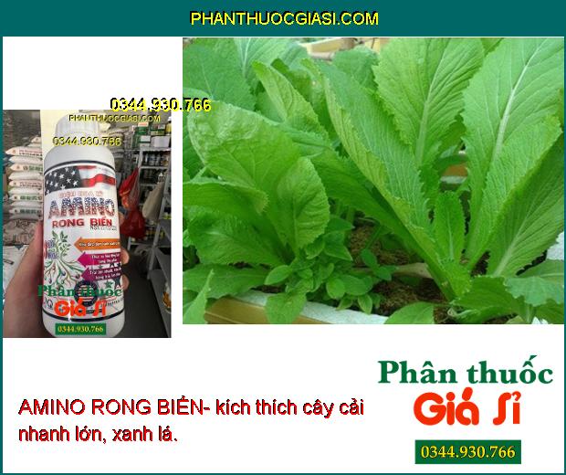 AMINO RONG BIỂN- Kéo Đọt- Đâm Cành- Xanh Lá