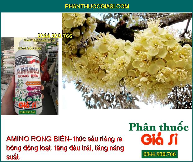 AMINO RONG BIỂN- Kéo Đọt- Đâm Cành- Xanh Lá