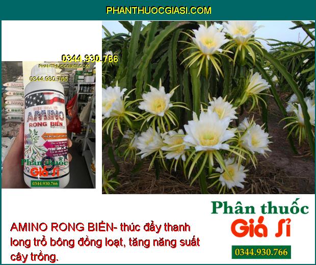 AMINO RONG BIỂN- Kéo Đọt- Đâm Cành- Xanh Lá