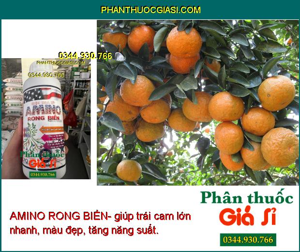 AMINO RONG BIỂN- Kéo Đọt- Đâm Cành- Xanh Lá