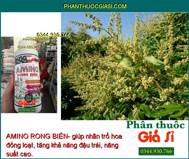 AMINO RONG BIỂN- Kéo Đọt- Đâm Cành- Xanh Lá