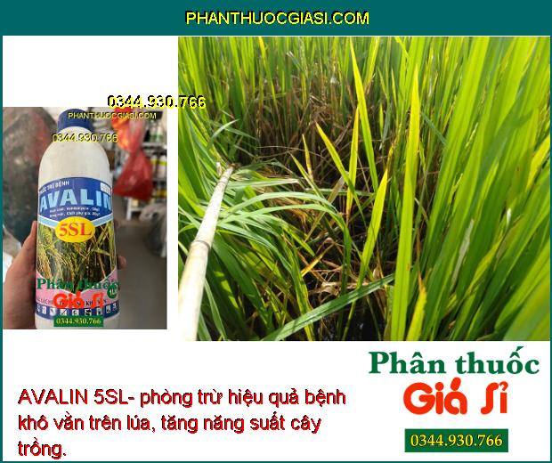 Sử dụng AVALIN 5SL- phòng trừ hiệu quả bệnh thối rễ cây dưa hấu, giúp đạt năng suất.