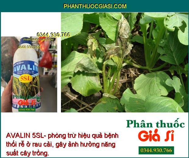 Sử dụng AVALIN 5SL- phòng trừ hiệu quả bệnh thối rễ cây dưa hấu, giúp đạt năng suất.