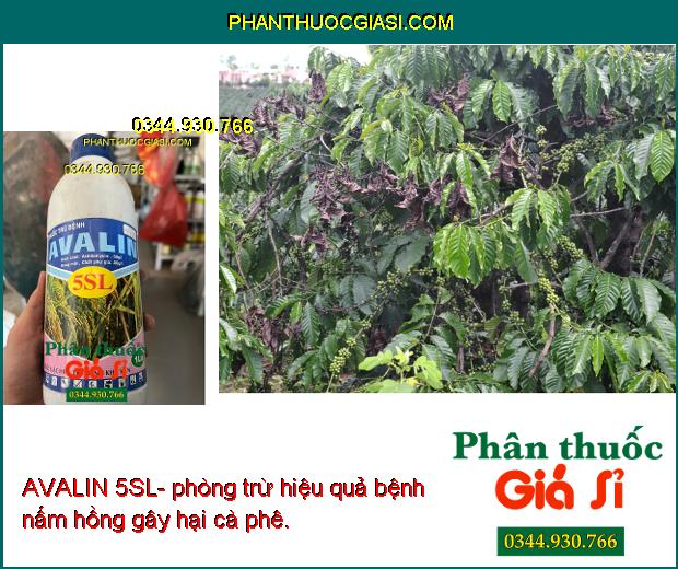 Sử dụng AVALIN 5SL- phòng trừ hiệu quả bệnh thối rễ cây dưa hấu, giúp đạt năng suất.