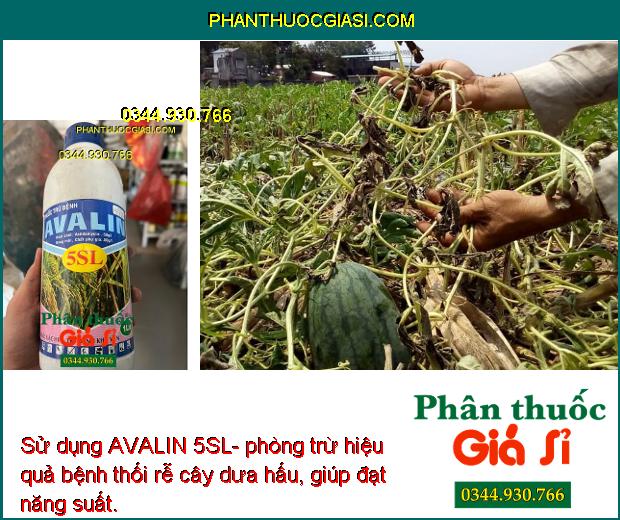 Sử dụng AVALIN 5SL- phòng trừ hiệu quả bệnh thối rễ cây dưa hấu, giúp đạt năng suất.