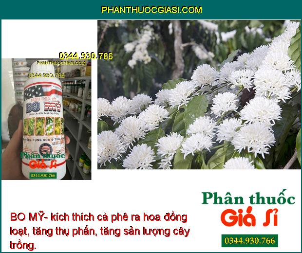 BO MỸ- Chống Rụng Hoa- Tăng Đậu Trái