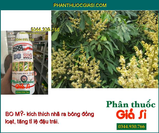 BO MỸ- Chống Rụng Hoa- Tăng Đậu Trái