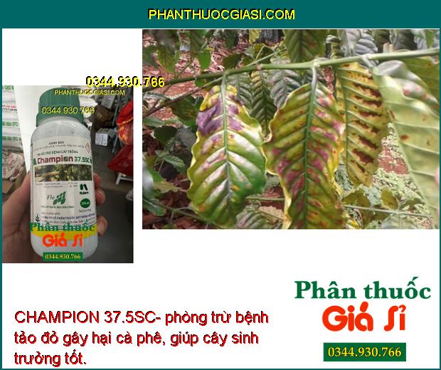 CHAMPION 37.5SC- Đặc Trị Móc Sương - Phấn Trắng- Tảo Đỏ