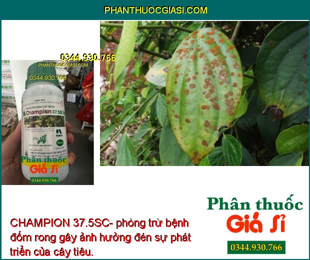 CHAMPION 37.5SC- Đặc Trị Móc Sương - Phấn Trắng- Tảo Đỏ