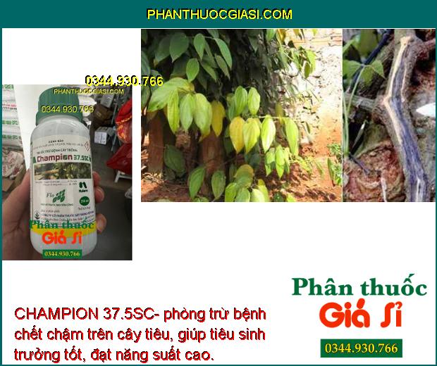 CHAMPION 37.5SC- Đặc Trị Móc Sương - Phấn Trắng- Tảo Đỏ