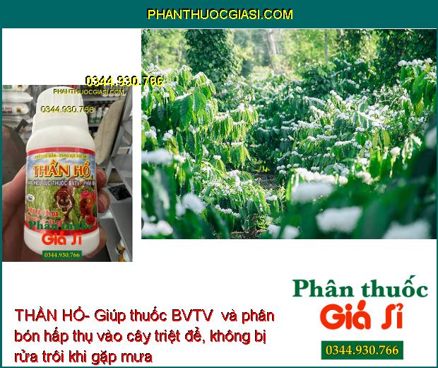 THẦN HỔ- Tăng Hiệu Lực Thuốc BVTV- Phân Bón