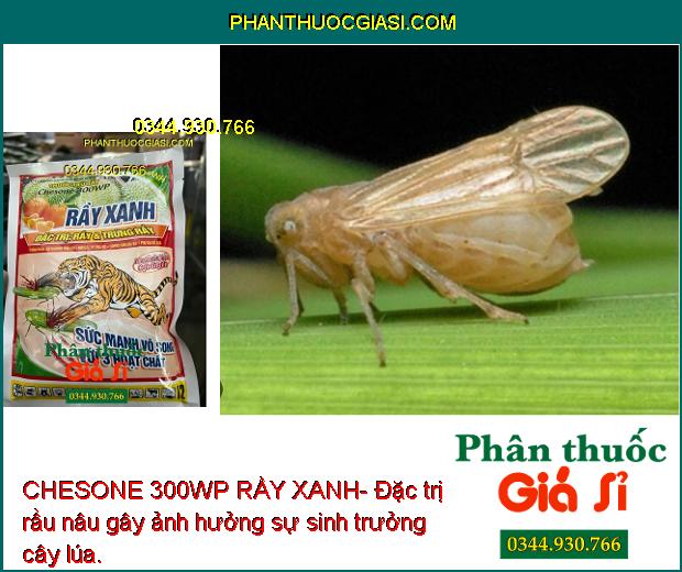 CHESONE 300WP RẦY XANH- Đặc Trị Rầy Và Trứng Rầy