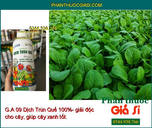 G.A 09 Dịch Trùn Quế 100%- Bộ Rễ Khỏe Mạnh - Cây Phát Triển Nhanh.