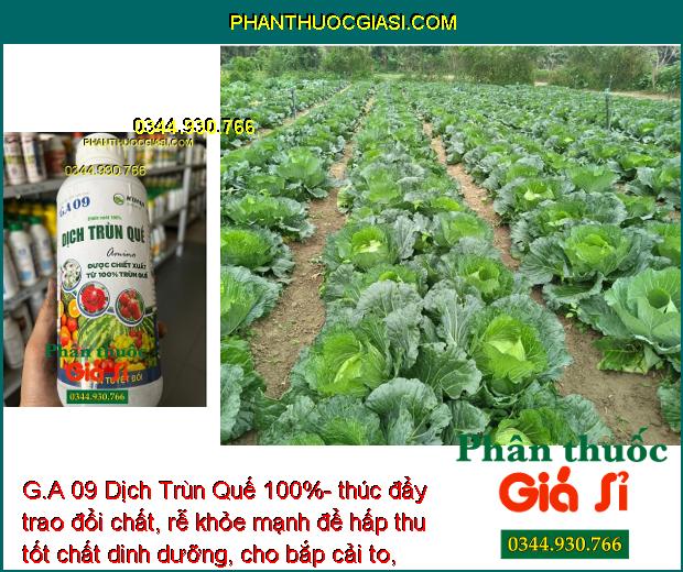 G.A 09 Dịch Trùn Quế 100%- Bộ Rễ Khỏe Mạnh - Cây Phát Triển Nhanh.