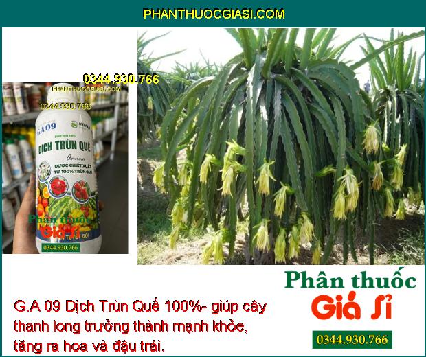 G.A 09 Dịch Trùn Quế 100%- Bộ Rễ Khỏe Mạnh - Cây Phát Triển Nhanh.