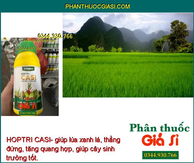 HOPTRI CASI- Cứng Cây- Xanh Lá- Tăng Sức Đề Kháng