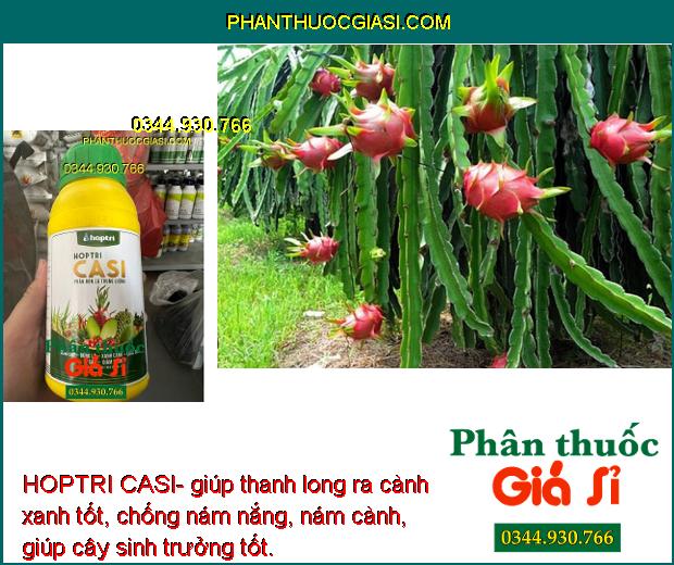 HOPTRI CASI- Cứng Cây- Xanh Lá- Tăng Sức Đề Kháng