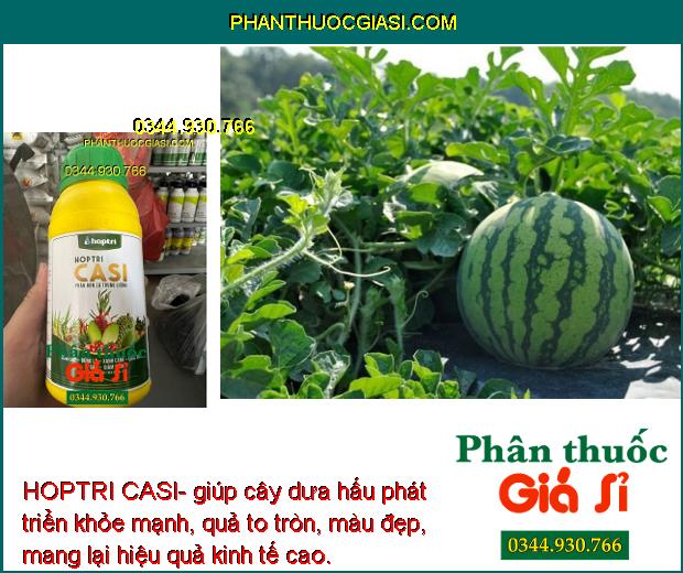 HOPTRI CASI- Cứng Cây- Xanh Lá- Tăng Sức Đề Kháng