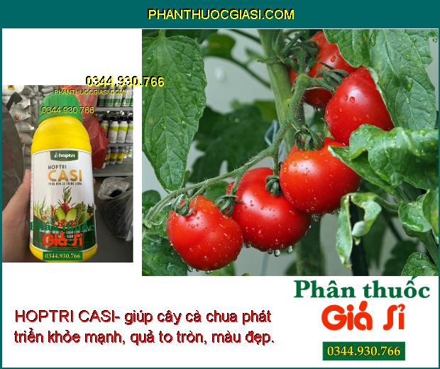 HOPTRI CASI- Cứng Cây- Xanh Lá- Tăng Sức Đề Kháng