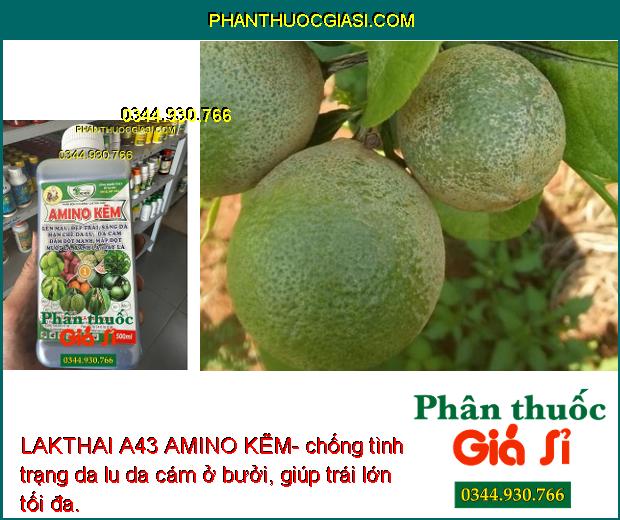 LAKTHAI A43 AMINO KẼM- Lớn Trái - Đẹp Màu