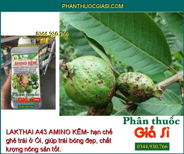 LAKTHAI A43 AMINO KẼM- Lớn Trái - Đẹp Màu