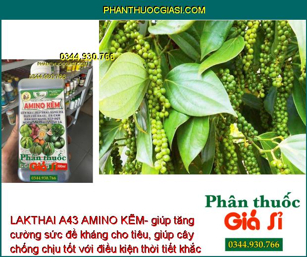 LAKTHAI A43 AMINO KẼM- Lớn Trái - Đẹp Màu