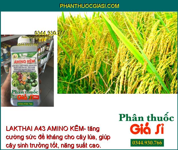 LAKTHAI A43 AMINO KẼM- Lớn Trái - Đẹp Màu