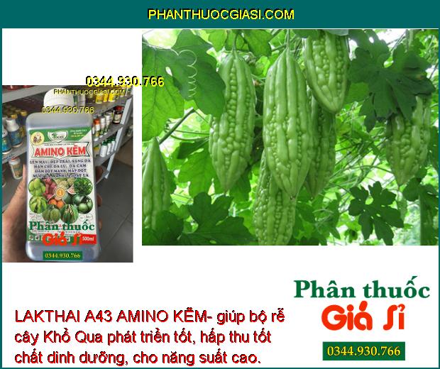 LAKTHAI A43 AMINO KẼM- Lớn Trái - Đẹp Màu