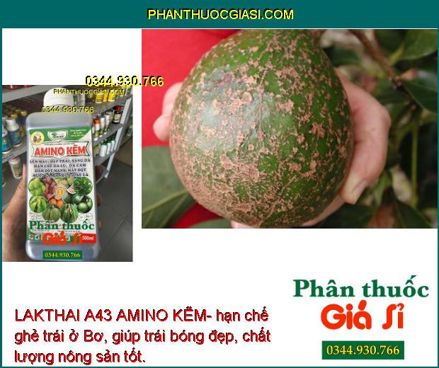 LAKTHAI A43 AMINO KẼM- Lớn Trái - Đẹp Màu