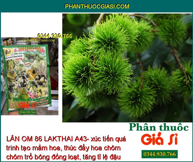 LÂN OM 86 LAKTHAI A43- Vua Tạo Mầm Hoa Và Kích Bông