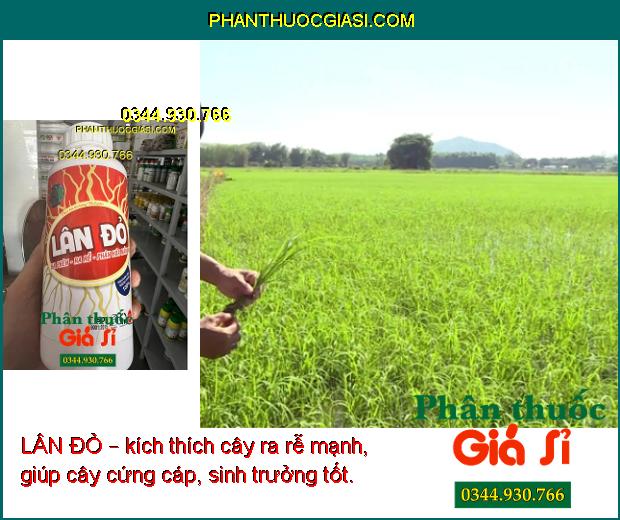 LÂN ĐỎ – Hạ Phèn- Ra Rễ- Phân Hóa Mầm Hoa