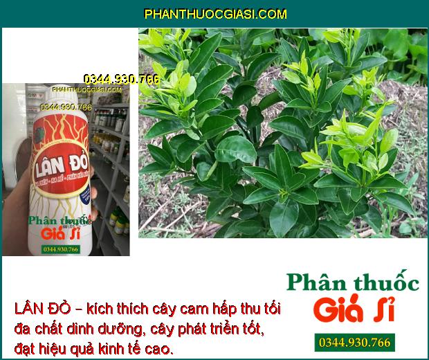 LÂN ĐỎ – Hạ Phèn- Ra Rễ- Phân Hóa Mầm Hoa