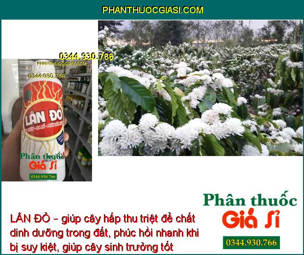 LÂN ĐỎ – Hạ Phèn- Ra Rễ- Phân Hóa Mầm Hoa