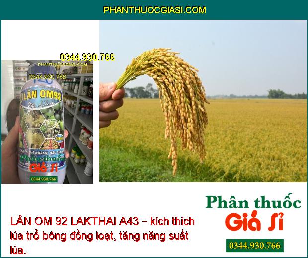 LÂN OM 92 LAKTHAI A43 – Phân Hóa Mầm Hoa Mạnh- Ra Bông Đồng Loạt