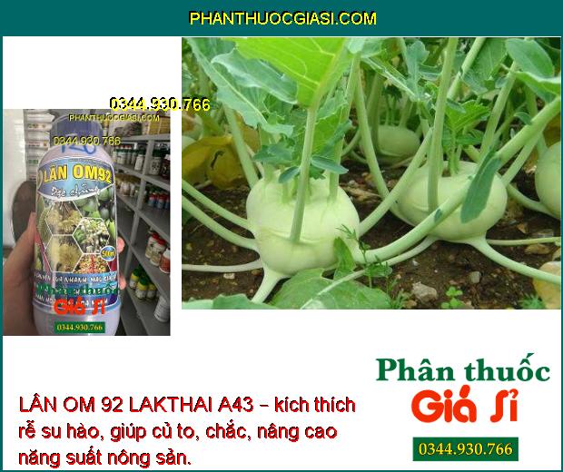 LÂN OM 92 LAKTHAI A43 – Phân Hóa Mầm Hoa Mạnh- Ra Bông Đồng Loạt