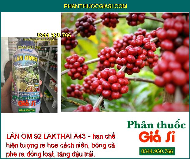 LÂN OM 92 LAKTHAI A43 – Phân Hóa Mầm Hoa Mạnh- Ra Bông Đồng Loạt