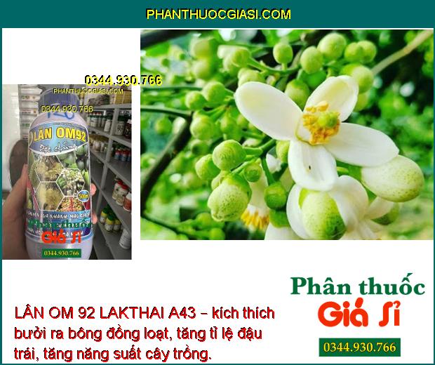 LÂN OM 92 LAKTHAI A43 – Phân Hóa Mầm Hoa Mạnh- Ra Bông Đồng Loạt