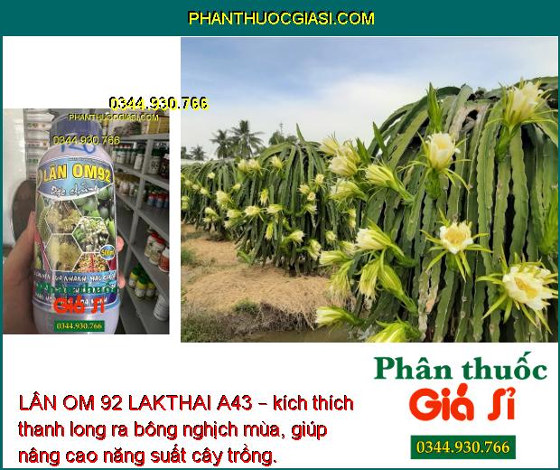 LÂN OM 92 LAKTHAI A43 – Phân Hóa Mầm Hoa Mạnh- Ra Bông Đồng Loạt