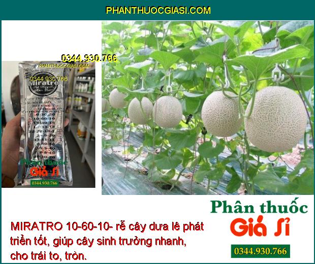 MIRATRO 10-60-10- Bung Hoa Đồng Loạt- Chống Rụng Hoa