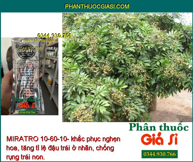 MIRATRO 10-60-10- Bung Hoa Đồng Loạt- Chống Rụng Hoa